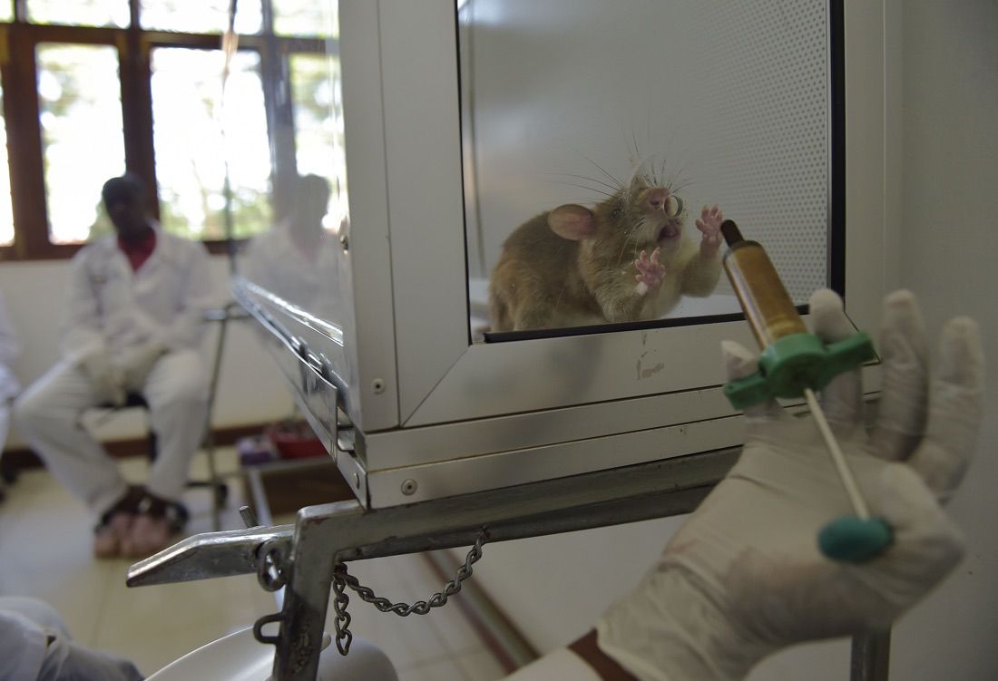 Kenya and Tanzania Train Rats to Detect Tuberculosis