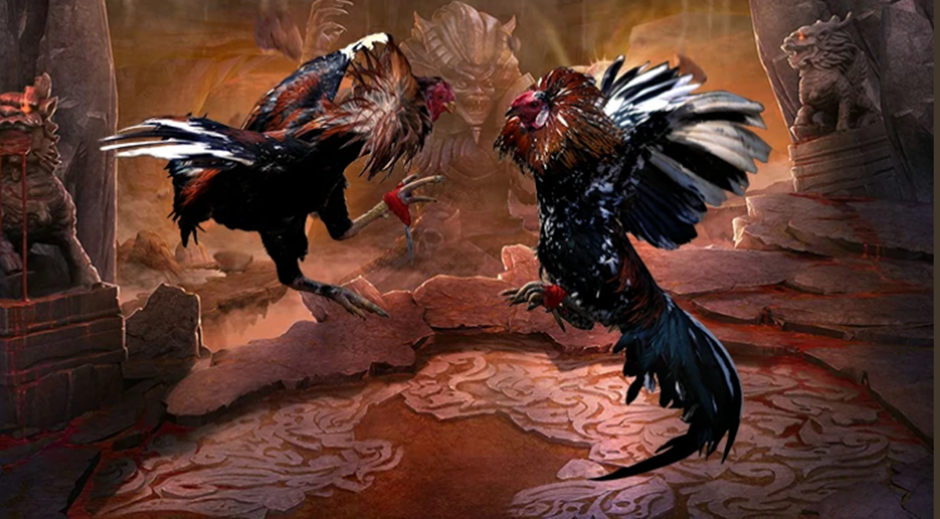 bandar cockfighting online