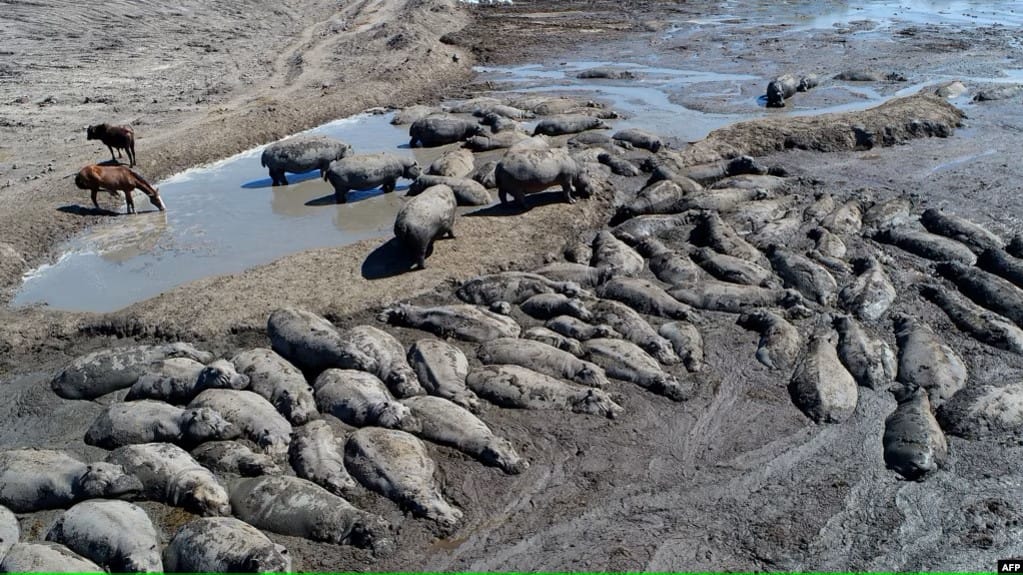 Botswana Takes Bold Action to Rescue Stranded Hippos by Replenishing Drying River Channels