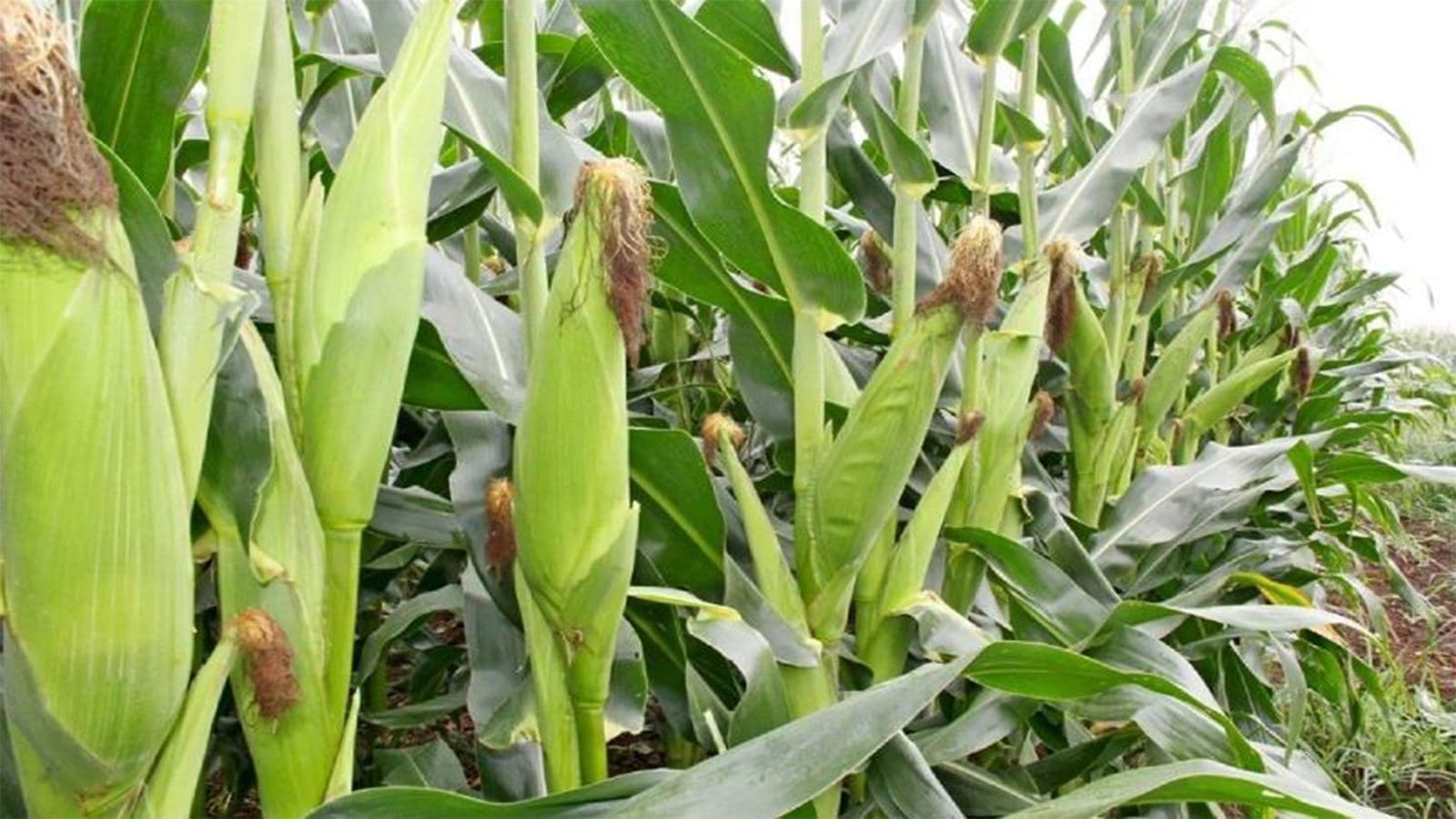 Top 10 Maize Producers in Africa 2025