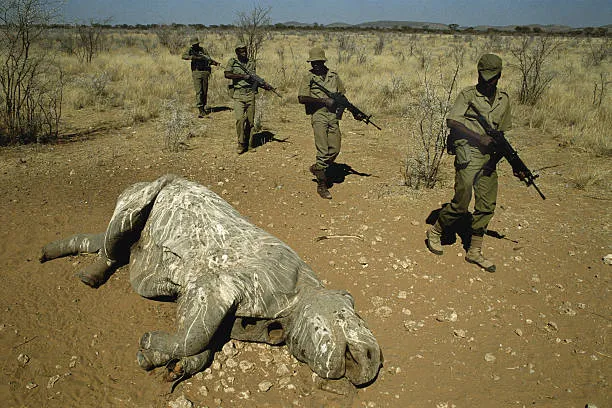 Fatal Shooting of Alleged Poachers Sparks Debate on Wildlife Protection and Enforcement Tactics in Namibia