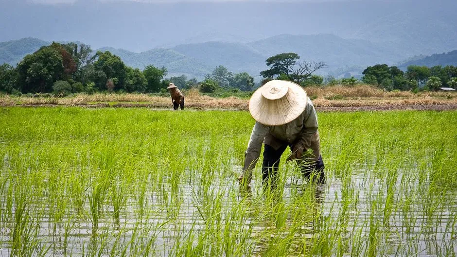 Top 10 Rice Producers in Africa 2025