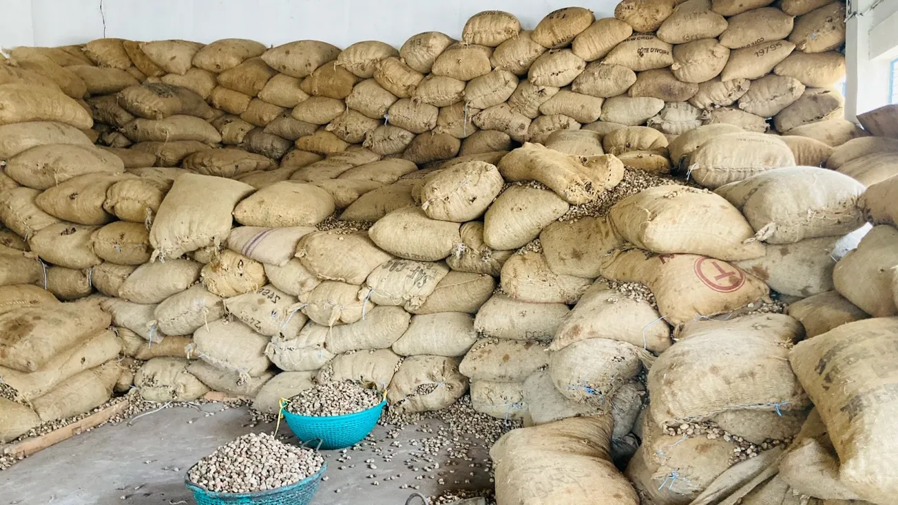 Top 10 Cashew Producers in Africa 2025