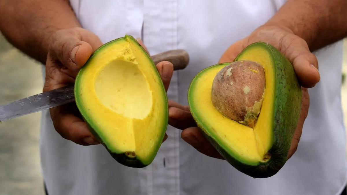 Top 10 Avocado Producing Countries in Africa 2025