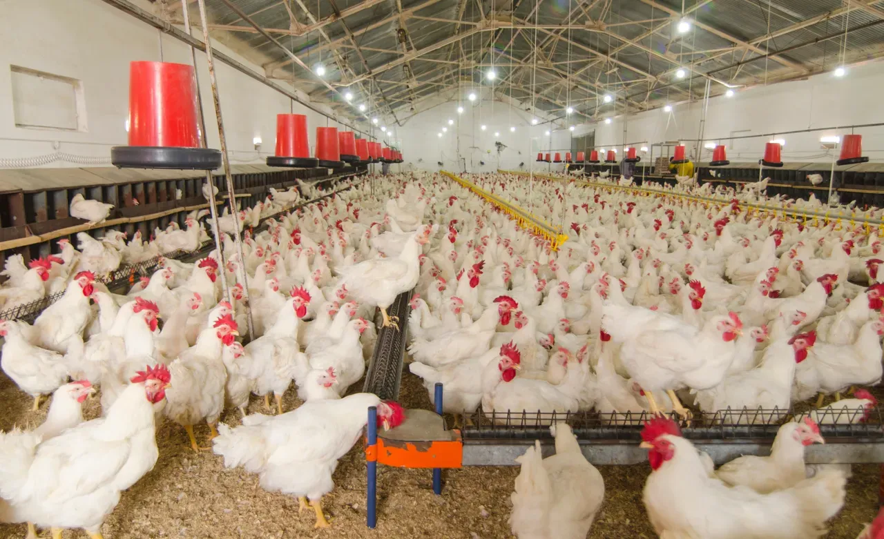 Top 10 Poultry Producers in Africa in 2025