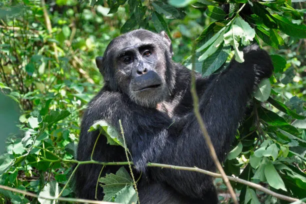 Chimpanzee at kibale national park, Uganda. (Photo by: Giovanni Mereghetti/UCG/Universal Images Group via Getty Images)