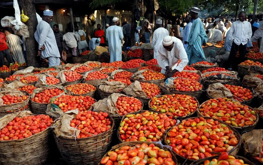 Nigeria’s Tomato Jos secures $2m impact-linked loan to expand local tomato processing