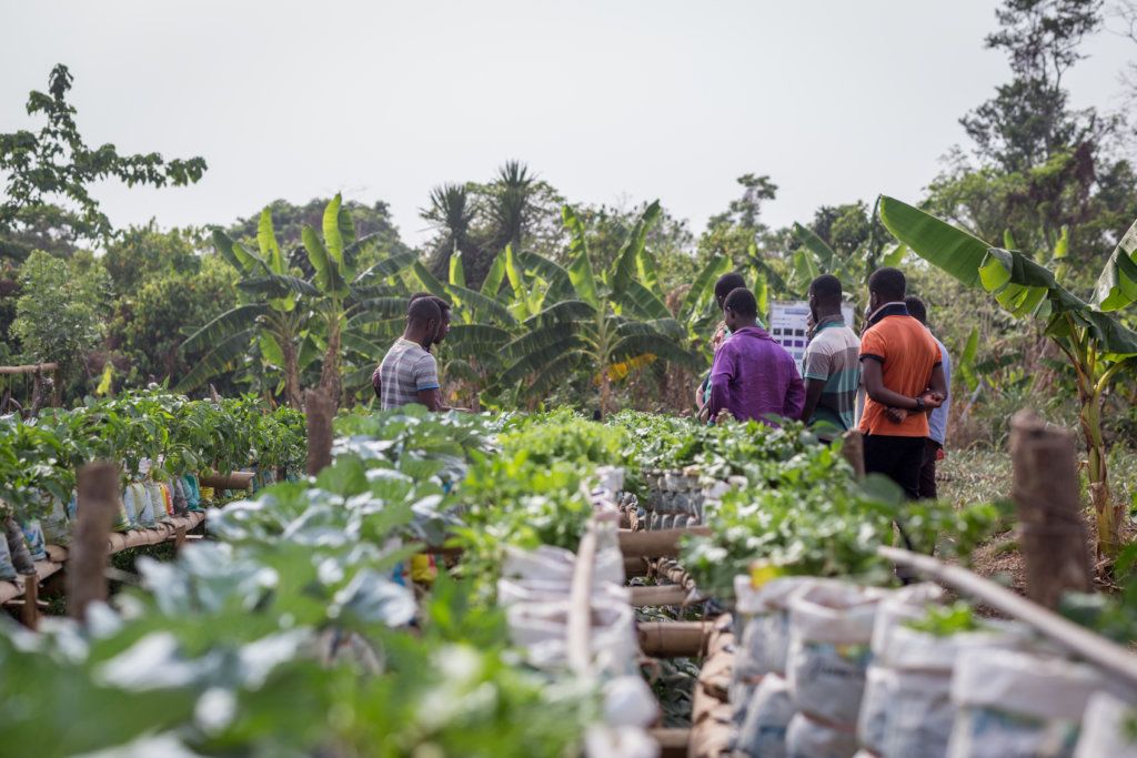 Local Farming: How to Start Your Own Farm