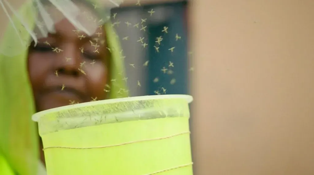 Djibouti Releases Genetically Modified Mosquitoes to Combat Malaria