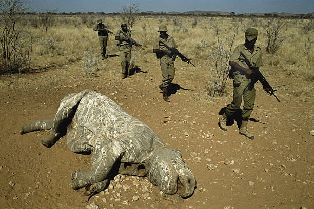Fatal Shooting of Alleged Poachers Sparks Debate on Wildlife Protection and Enforcement Tactics in Namibia