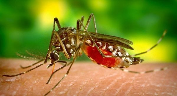 Scientists Warn of New Deadly Mosquito Species in Africa