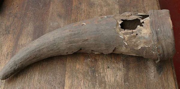 500-Year-Old Horn Discovered in South Africa Proves African Civilization Before Colonialism