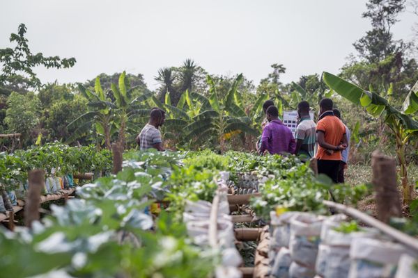 Local Farming: How to Start Your Own Farm
