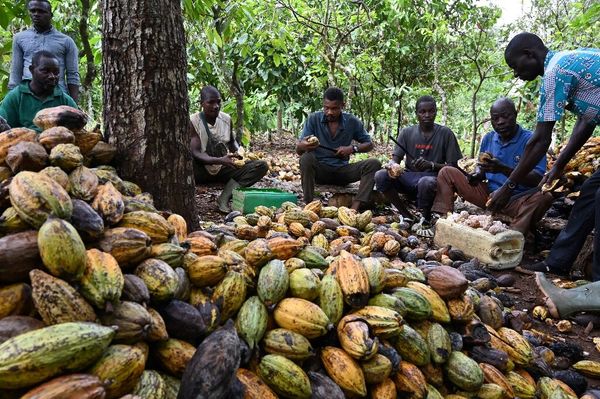 Ivory Coast at 'War' with Cocoa Buyers