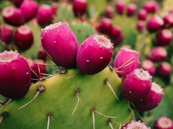 Kenyan Maasai Women Turn Deadly Cactus Species into Food