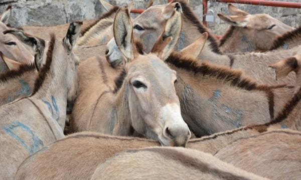 African Union's Historic Ban on Donkey Skin Trade Sparks Global Applause