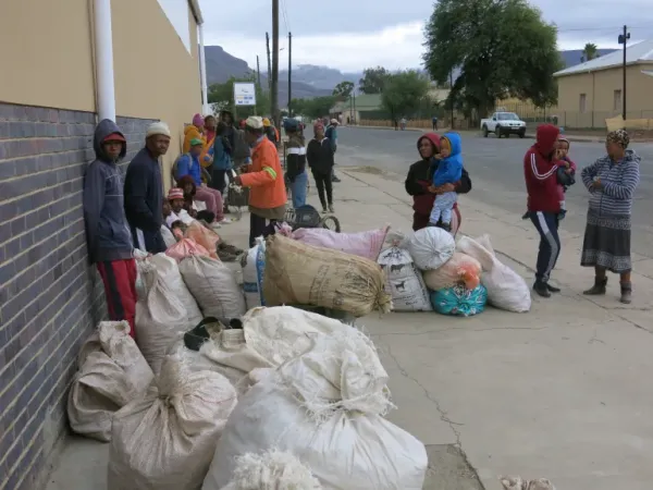 Calvinia’s Unique Harvest: Turning Invasive Trees into Sustainable Livelihoods