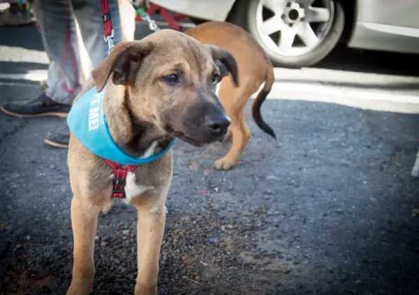 Scores of Dogs to Honor a Great Dane with a Royal Navy Rank in Cape Town