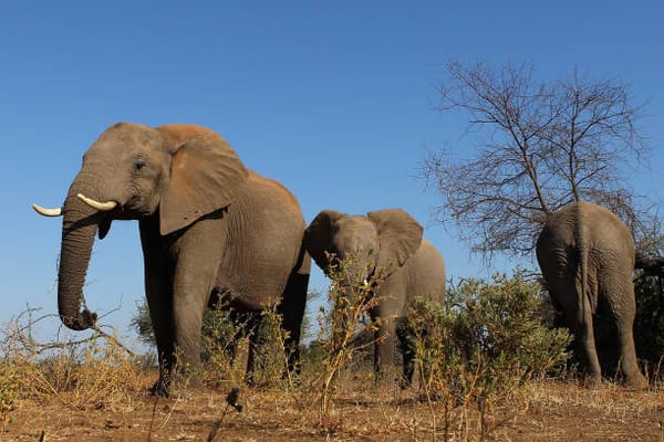 Botswana President's Bold Threat to Germany Amid Conservation Dispute