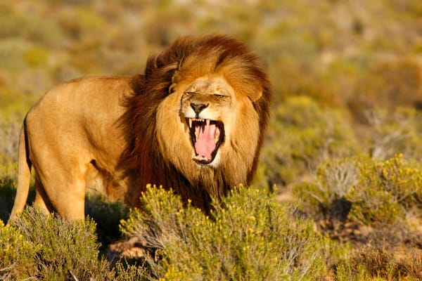Rescued Lions from Montenegro and Ukraine Find New Home in South Africa