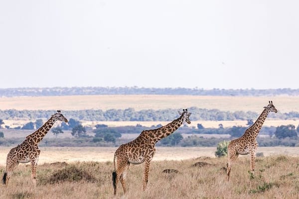 Top 10 Must-Visit African Destinations in 2025