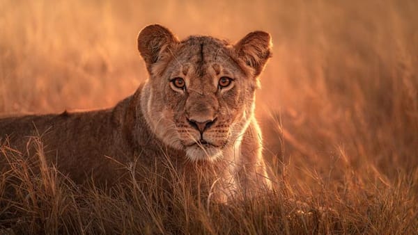 Top 10 African Countries With the Best Wildlife Conservation Efforts in 2025