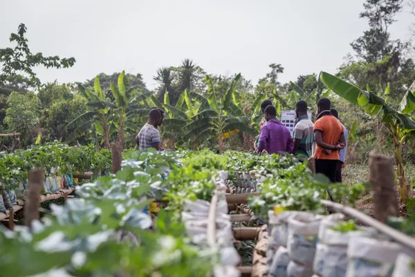 Local Farming: How to Start Your Own Farm
