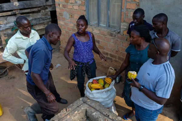 Rising Global Prices Forces Ugandan Farmers to Hire Gunmen to Protect Cocoa