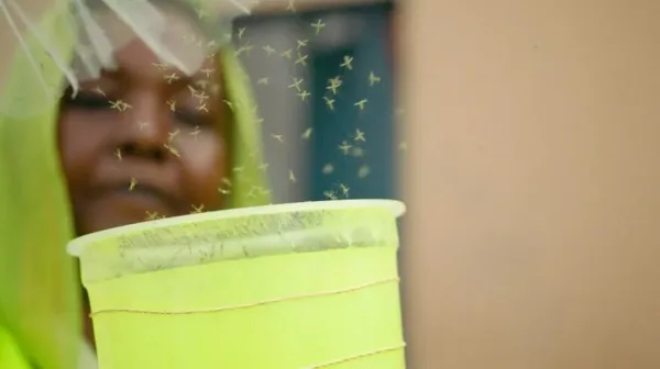 Djibouti Releases Genetically Modified Mosquitoes to Combat Malaria