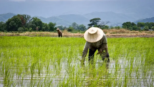 Top 10 Rice Producers in Africa 2025
