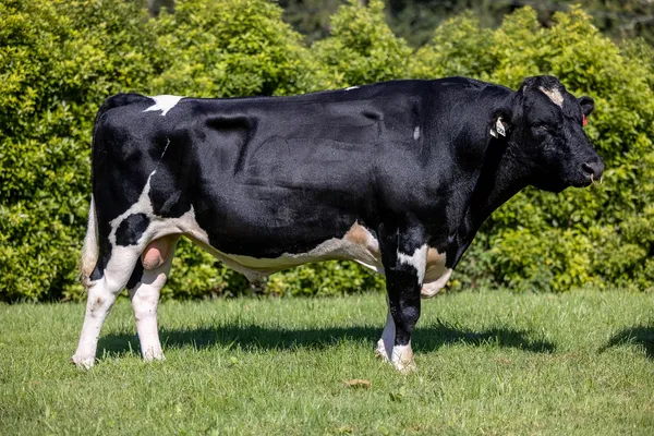 Top 10 Milk Producing Countries in Africa in 2025